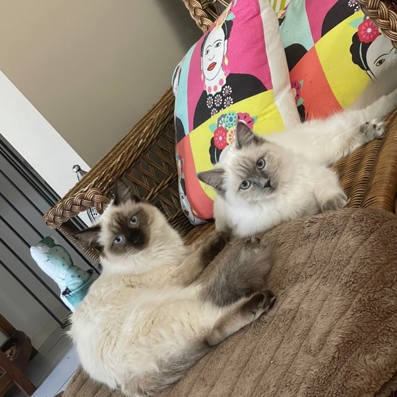 Meet your Posher, Kimberley - Picture 5 of 16